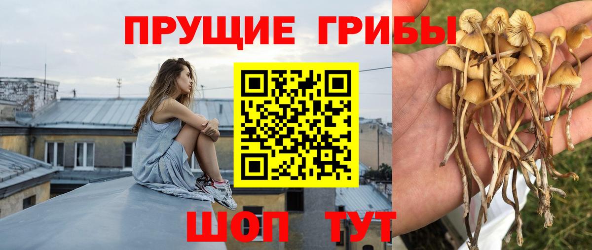 Галлюциногенные грибы Psilocybine cubensis  Луховицы 